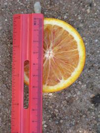            Fruit cross-section (Washington Sanguine, Riverside, CA)   