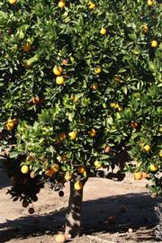              Habit (Washington Sanguine, Riverside,   CA)       