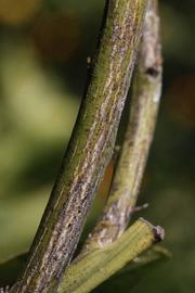              Second - third year twig (Washington Sanguine, Riverside,   CA)       