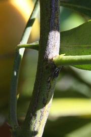              Second - third year twig (Washington Sanguine, Riverside,   CA)       