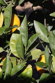            Sun leaves (Sanguine Grosse Ronde, Riverside, CA)   