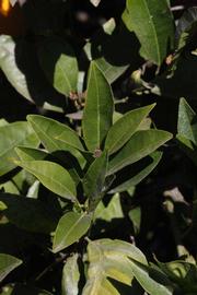            Sun leaves (Washington Sanguine, Riverside, CA)   