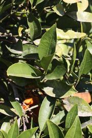            Sun leaves (Washington Sanguine, Riverside, CA)   