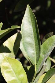              Unifoliolate leaf (Washington Sanguine, Riverside, CA)       
