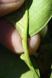              Petiole (Washington Sanguine, Riverside, CA)       