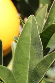              Margin (Washington Sanguine, Riverside, CA)       