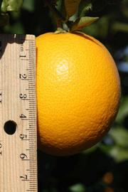              Fruit (Washington Sanguine, Riverside, CA)       