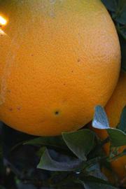              Fruit (Washington Sanguine, Riverside, CA)       