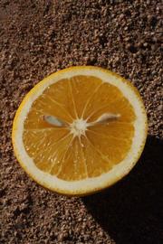              Fruit cross-section (Washington Sanguine, Riverside, CA)       