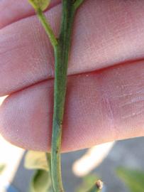              First year twig (Winter Haven, FL)       