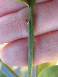              First year twig (Winter Haven, FL)       