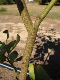              Bark (Winter Haven, FL)       