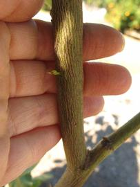              Bark (Winter Haven, FL)       