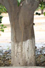            Bark (Riverside, CA)   