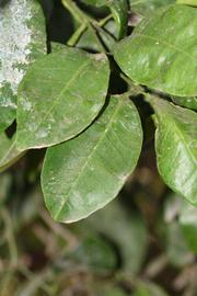              Shade leaves (Riverside, CA)       