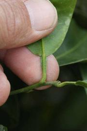              Petiole (Riverside, CA)       