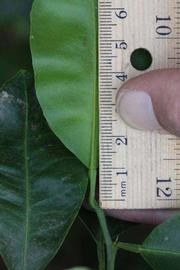              Unifoliolate leaf (Riverside, CA)       