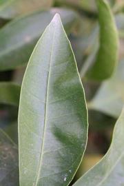              Margin (Riverside, CA)       