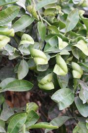              Sun leaves (Riverside, CA)       