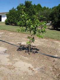            Habit (Winter Haven, FL)   