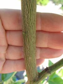              Second - third year twig (Winter Haven, FL)       