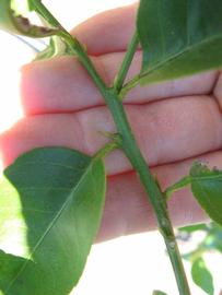            First year twig (Winter Haven, FL)   