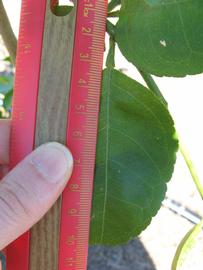              Unifoliolate leaf (Winter Haven, FL)       