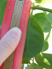              Unifoliolate leaf (Winter Haven, FL)       