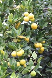            Sun leaves (Riverside, CA)   