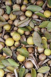            Fruit (Riverside, CA)   