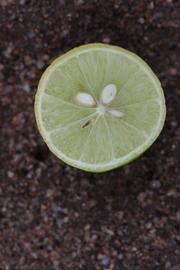            Fruit cross-section (Riverside, CA)   