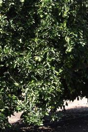            Habit (Riverside, CA)   