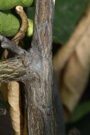              Second - third year twig (Riverside, CA)       