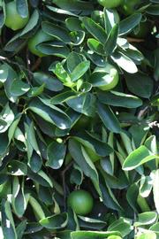              Sun leaves (Riverside, CA)       