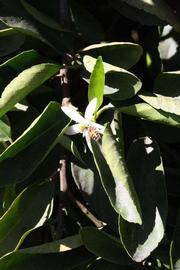              Sun leaves (Riverside, CA)       