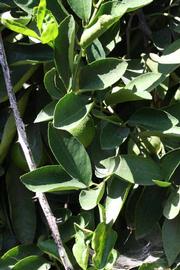              Sun leaves (Riverside, CA)       