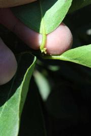              Petiole (Riverside, CA)       