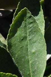              Margin (Riverside, CA)       