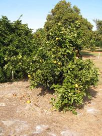              Habit (Winter Haven, FL)       