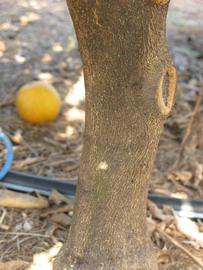              Bark (Winter Haven, FL)       