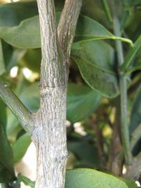              Second - third year twig (Winter Haven, FL)       