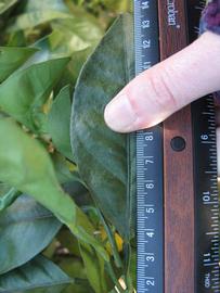              Unifoliolate leaf (Winter Haven, FL)       