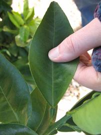              Unifoliolate leaf (Winter Haven, FL)       