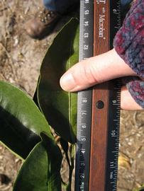              Unifoliolate leaf (Winter Haven, FL)       