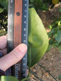              Unifoliolate leaf (Winter Haven, FL)       