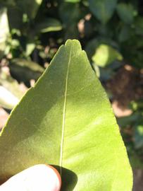              Margin (Winter Haven, FL)       