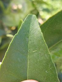              Margin (Winter Haven, FL)       