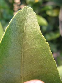              Margin (Winter Haven, FL)       