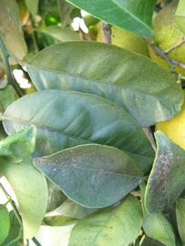            Shade leaves (Winter Haven, FL)   