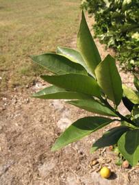            Sun leaves (Winter Haven, FL)   
